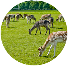 Visit Phoenix Park with Dublin Car Rental Special Offers