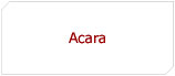 Acara