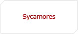 Sycamores